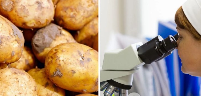 На Волині у картоплі виявили рак: що це таке і чи можна вживати заражені овочі