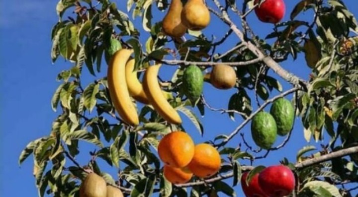 Селекціонер створив унікальне дерево, що одночасно дає 10 різних видів плодів (фото)
