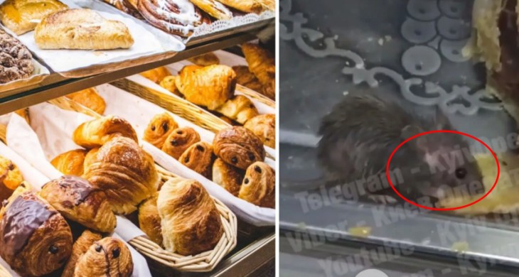 У Києві помітили мишу, яка їла штрудель на вітрині кафе. Відео