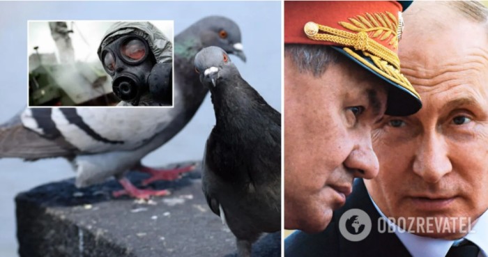 У російському Бєлгороді почали травити голубів, надивившись пропаганди про «біолабораторії» в Україні. Відео