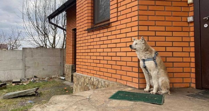 Вірний пес понад місяць чекає на порозі дому свою хазяйку, яку вбили кадировці: щемливе фото