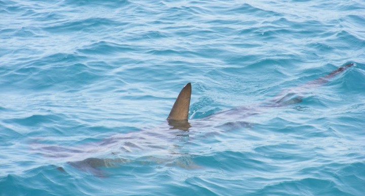 Єгипет закрив пляжі Червоного моря після загибелі жінки від нападу акули