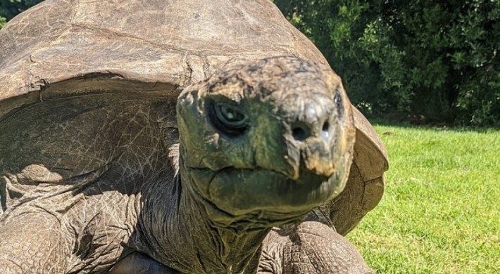 У Туреччині величезна черепаха покусала російську туристку
