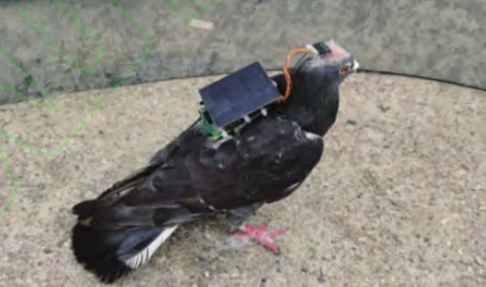 «Бойові» голуби: вченим вдалося вживити чип у голову і керувати польотом птаха (фото)