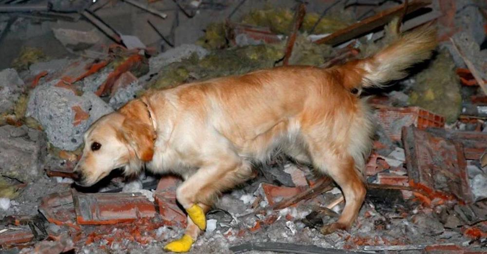 Після землетрусу у Туреччині пес-рятувальник з пораненими лапами знайшов під завалами 5 людей. ФОТО