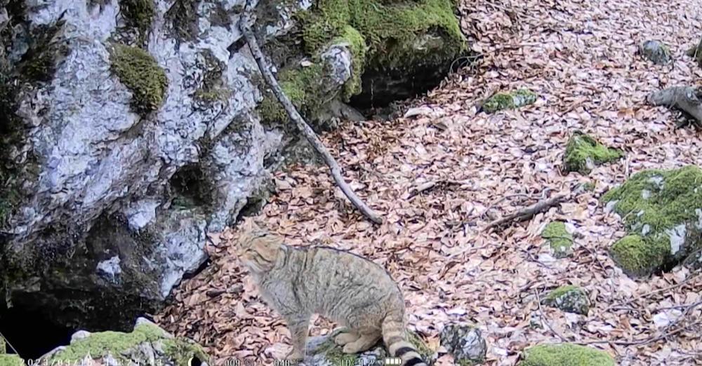Розгулював лісом та ніжився на сонці: у Карпатах зняли на відео рідкісного дикого кота