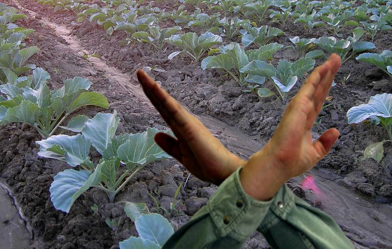 Погані попередники для капусти. Ніколи не садіть її після цих культур, щоб не втратити врожай