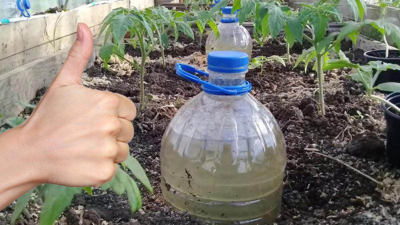 Як зробити крапельний полив з пластикової пляшки. Просто та зручно