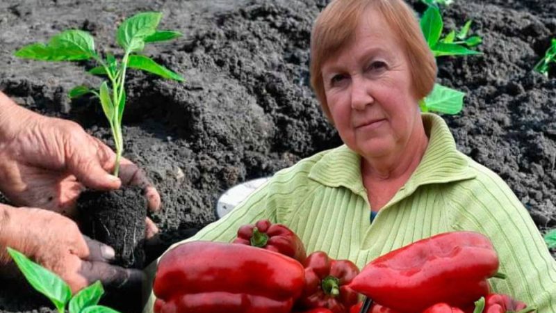 Що потрібно додати у землю при посадці перцю, щоб був великий та смачний