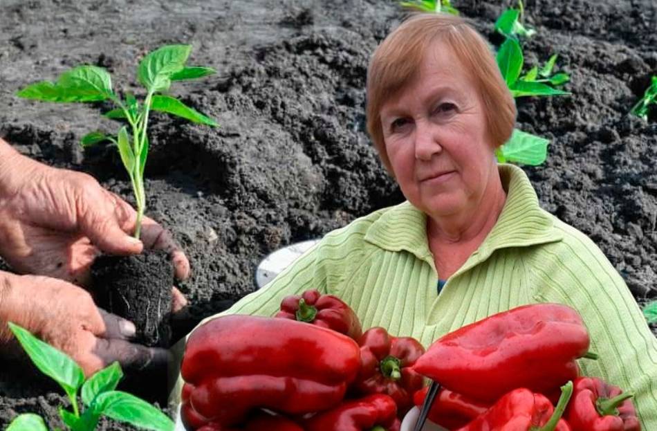 Що потрібно додати у землю при посадці перцю, щоб був великий та смачний
