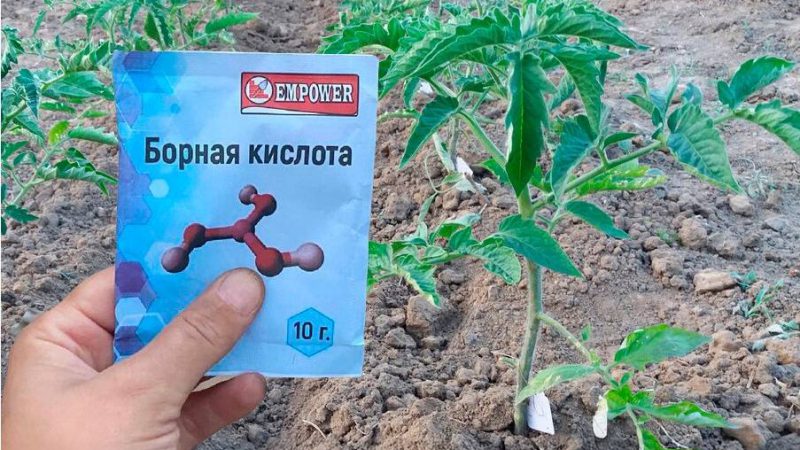 Після висадки розсади помідорів у відкритий ґрунт, підживіть їх цим засобом, щоб гарно розвивалися