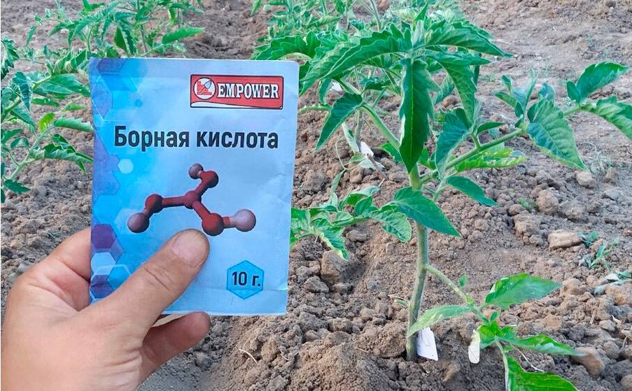 Після висадки розсади помідорів у відкритий ґрунт, підживіть їх цим засобом, щоб гарно розвивалися