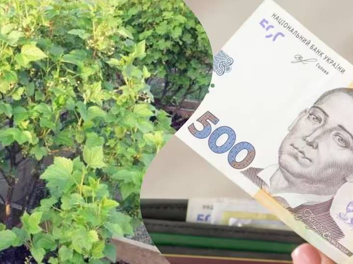 У вас на городі росте справжній скарб: на якій ягоді можна заробити 4 000 грн