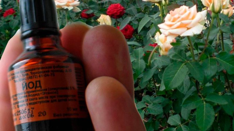 Кілька крапель цього розчину, змусять квітнути ваші троянди до пізньої осені