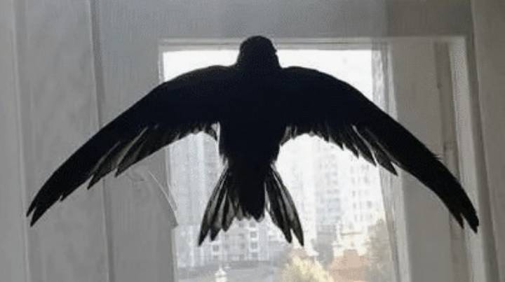 5 причин, чому пташка залітає в будинок, та на що звернути увагу в першу чергу