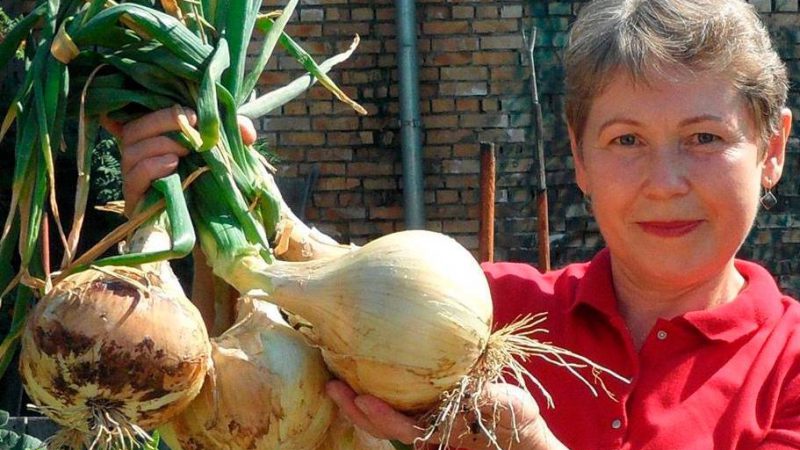 Коли збирати цибулю, та де зберігати, щоб долежала до весни