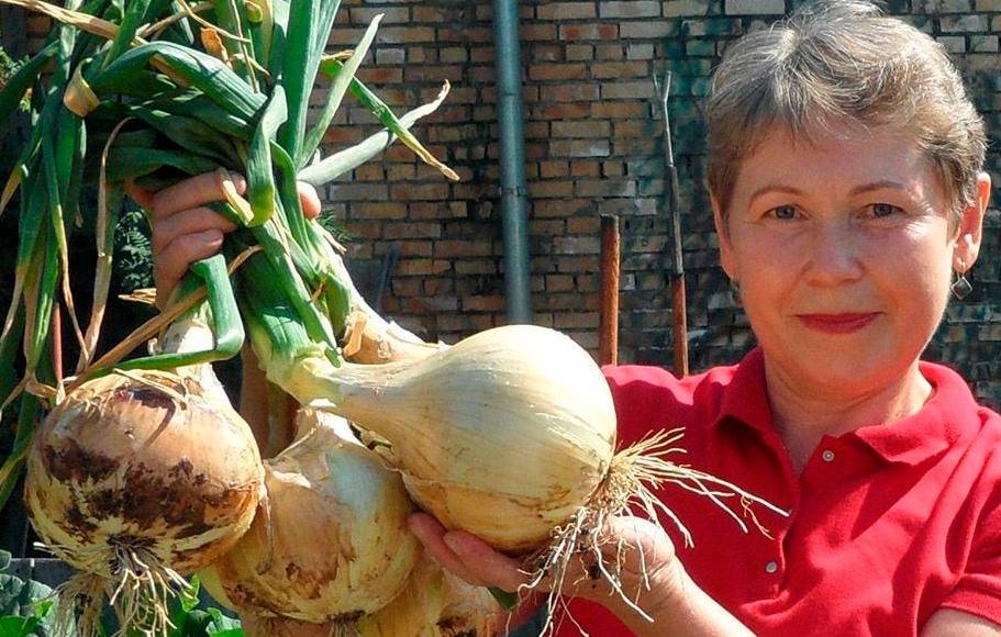 Коли збирати цибулю, та де зберігати, щоб долежала до весни