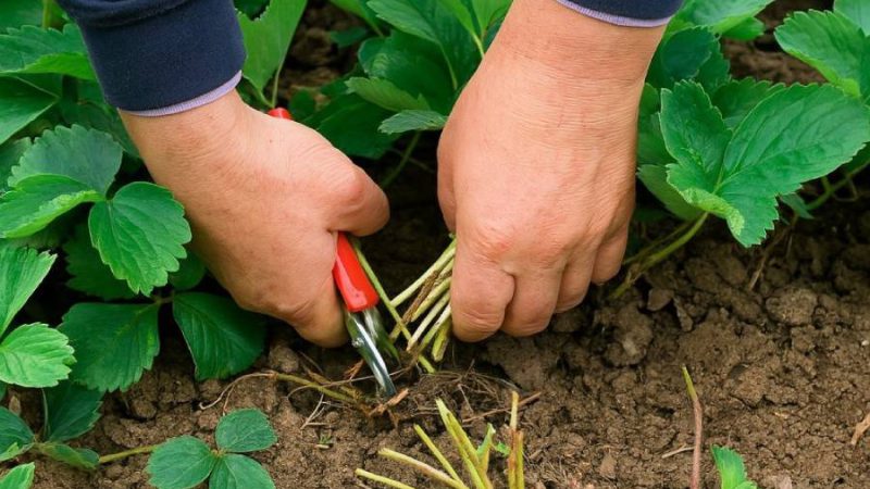 Липневий догляд за полуницею: що потрібно зробити з кущами після збору врожаю