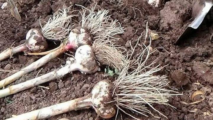 Коли саме слід копати часник, та які головні признаки того що він вже дозрів