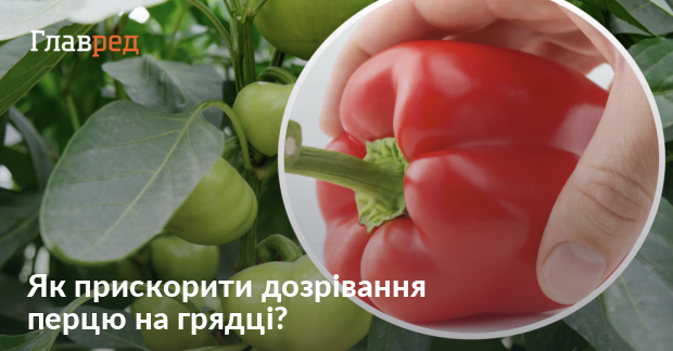 Як прискорити дозрівання перцю: 2 ефективні методи