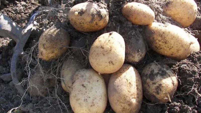 Три головні ознаки, які свідчать про те, що вже час копати картоплю