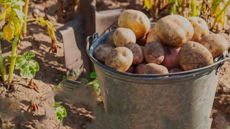 Поспішите — сусідів насмішите: коли краще копати картоплю, та на що звернути увагу