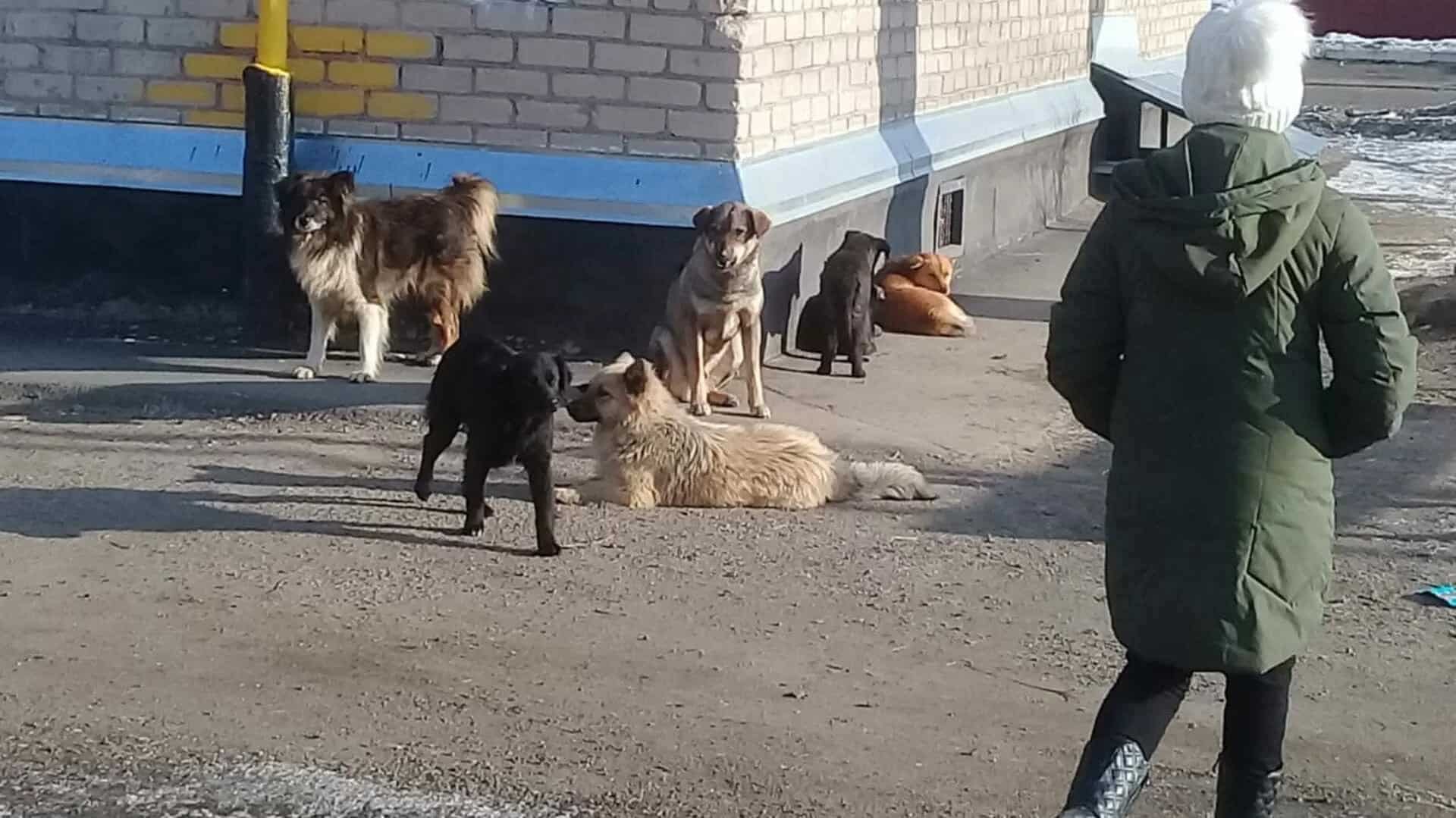 Тільки не намагайтеся втекти. Що робити при зустрічі зі зграєю бездомних собак