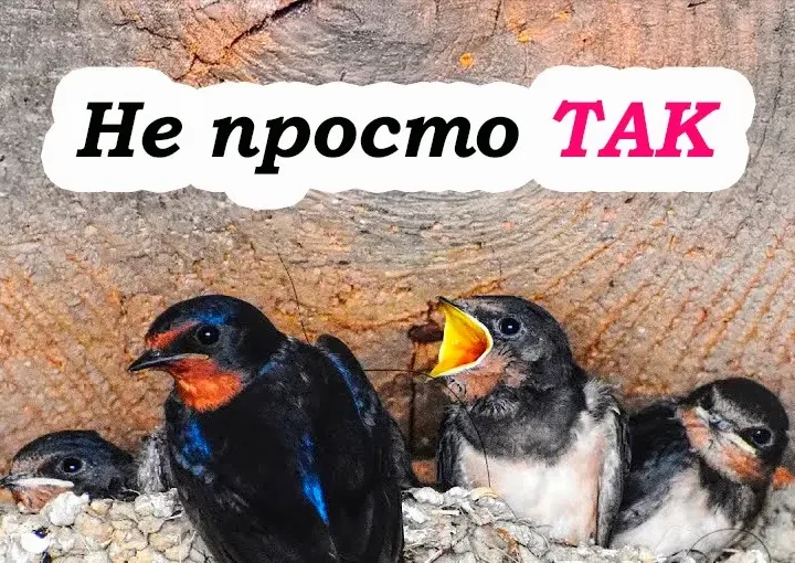 Що символізує поява ластівчиного гнізда під дахом, та чому вони обрали саме ваш дім