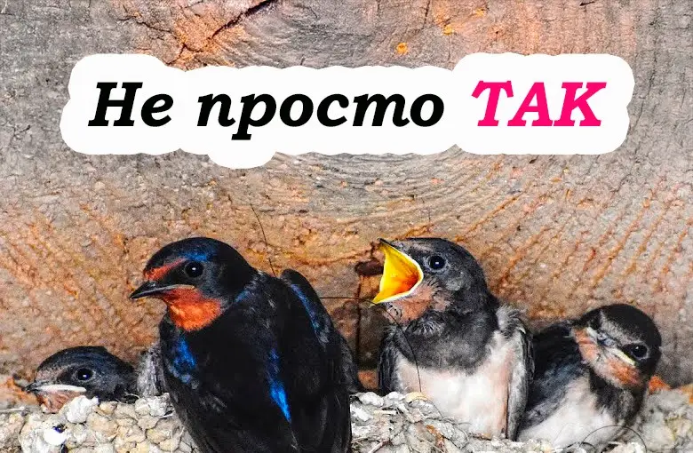 Що символізує поява ластівчиного гнізда під дахом, та чому вони обрали саме ваш дім