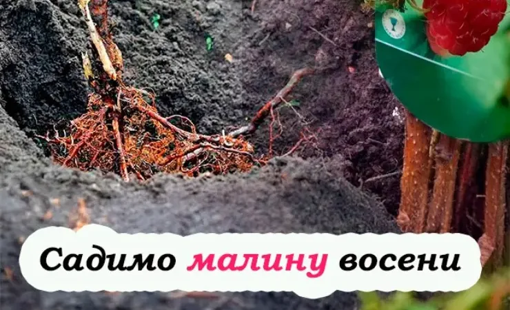 Як правильно садити малину восени, щоб добре прижилася та почала давати врожай вже у наступному році