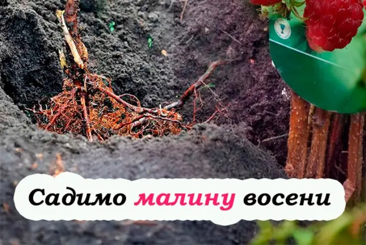 Як правильно садити малину восени, щоб добре прижилася та почала давати врожай вже у наступному році