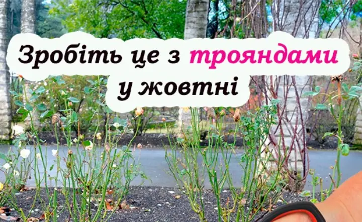 Догляд за плетистими трояндами у жовтні: що треба зробити до перших морозів