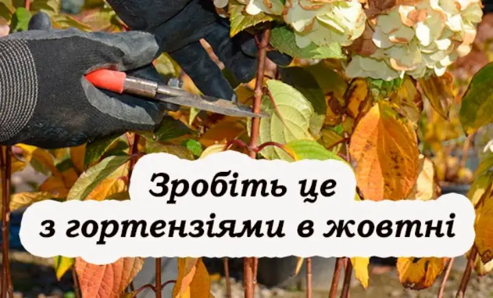 Підготовка гортензій до зими: догляд, обрізка, укриття