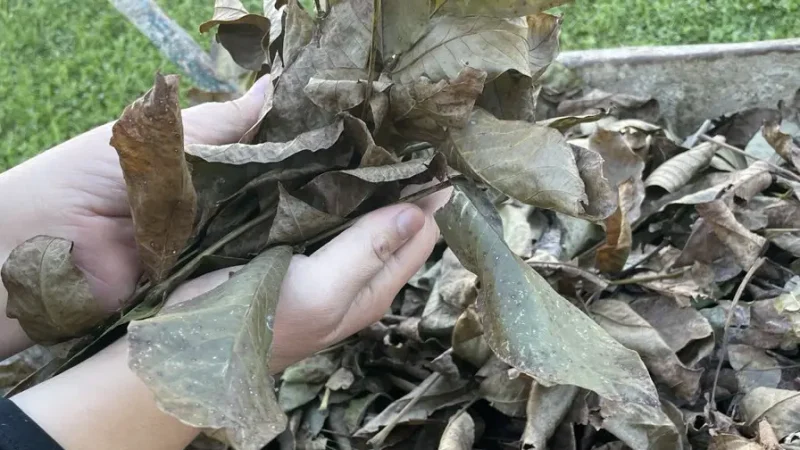 Листя волоського горіха: чому не варто його викидати, та чим воно може допомогти