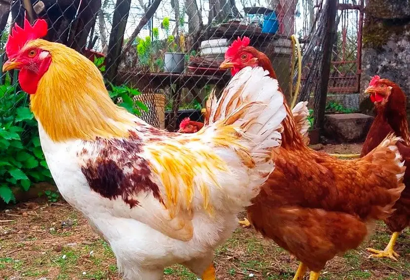 Для чого півень в курнику, та яку саме користь він приносить