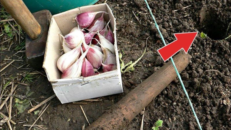 Підживлення ґрунту перед посадкою озимого часнику: що використовувати і коли