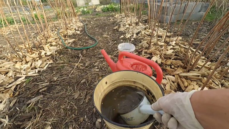 Восени завжди потрібно підгодовувати малину цим добривом, щоб набралася сил перед зимою