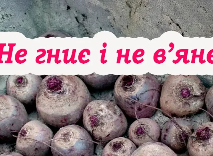 Головні правила зберігання червоного буряка. Буде лежати усю зиму та не погниє