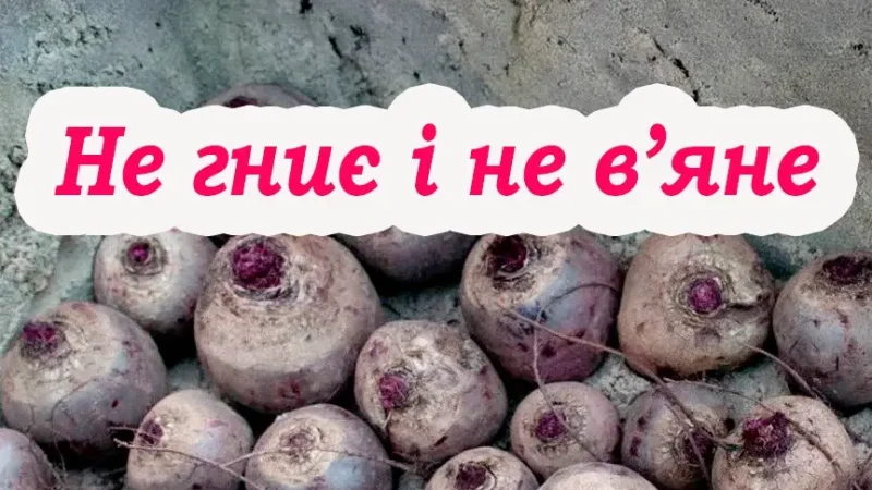 Головні правила зберігання червоного буряка. Буде лежати усю зиму та не погниє