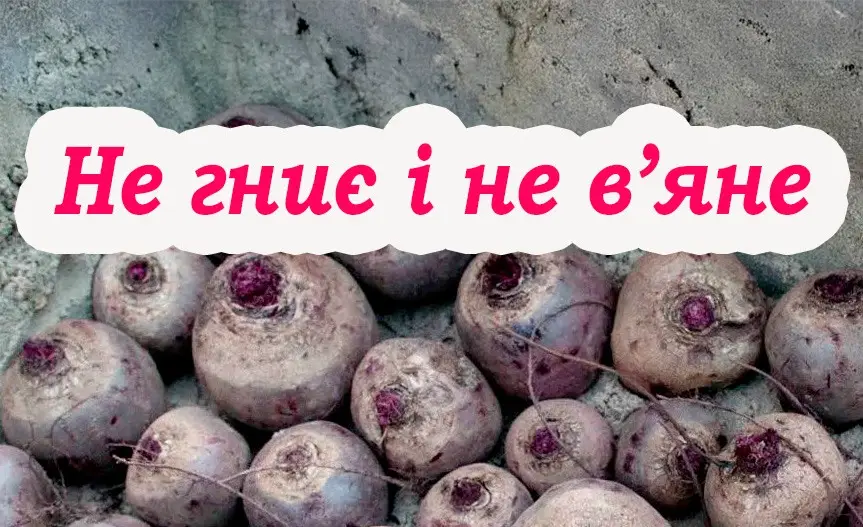 Головні правила зберігання червоного буряка. Буде лежати усю зиму та не погниє