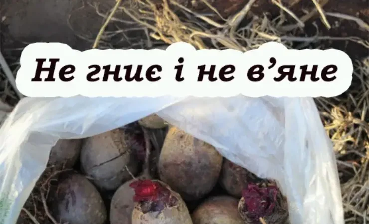 Чому буряк швидко псується і як цього уникнути: поради перед збиранням