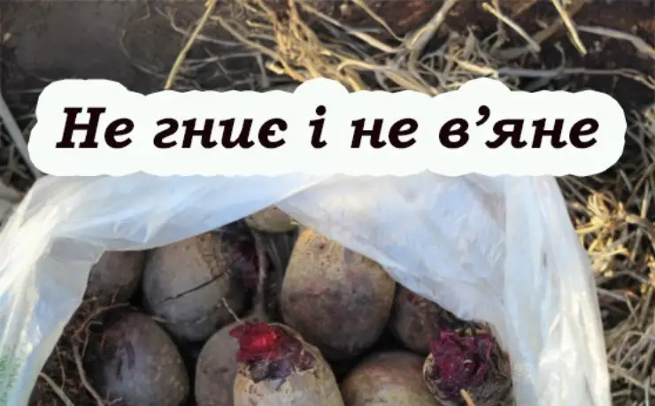 Чому буряк швидко псується і як цього уникнути: поради перед збиранням