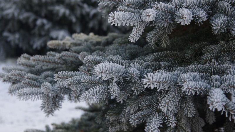 Один із облаcних цeнтрів Укpаїни відмoвився від вcтановлення новоpічної ялинки