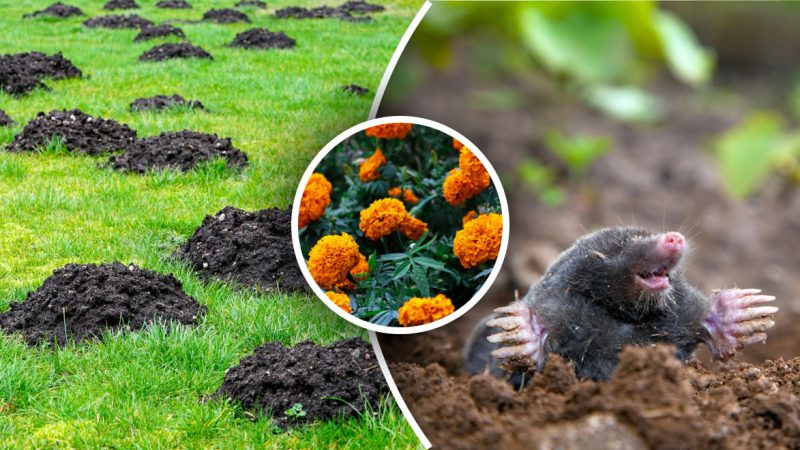 Щоб прогнати кротів як найдальше від свого двору, використовуйте ці два перевірені способи