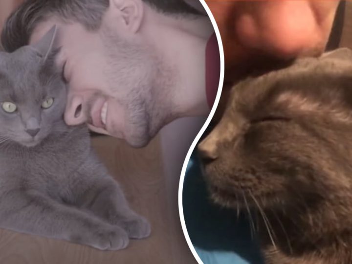 Коли кішка треться об вас, ось що це означає