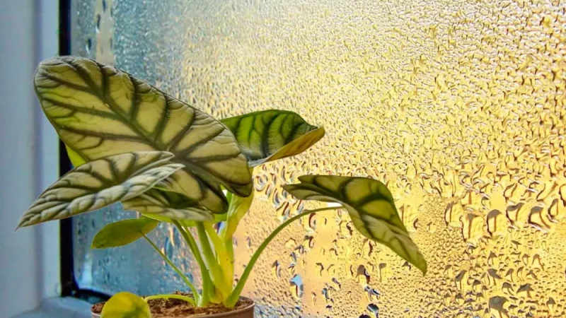 Тримайте на підвіконнику ці рослини, щоб на вікнах “не плакали”. Дієвий спосіб позбутися конденсату