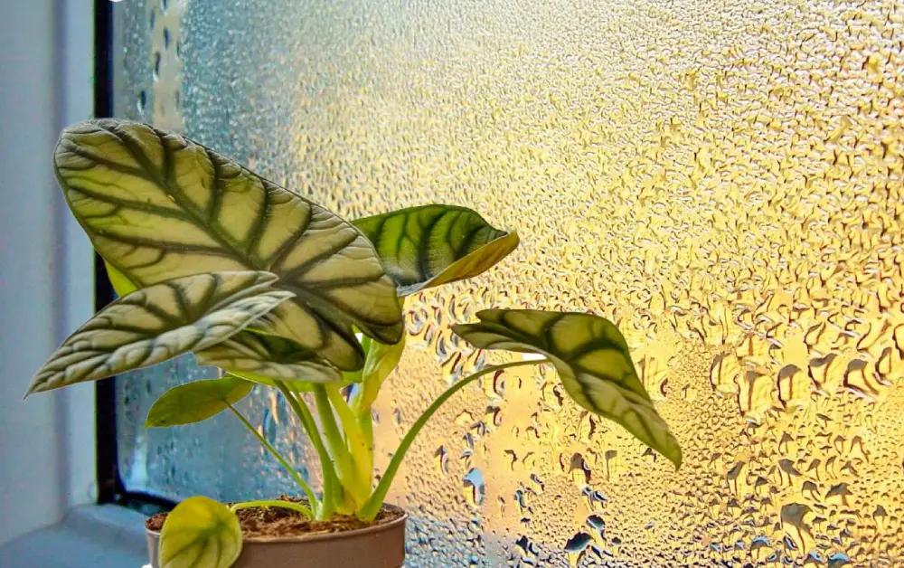 Тримайте на підвіконнику ці рослини, щоб на вікнах “не плакали”. Дієвий спосіб позбутися конденсату