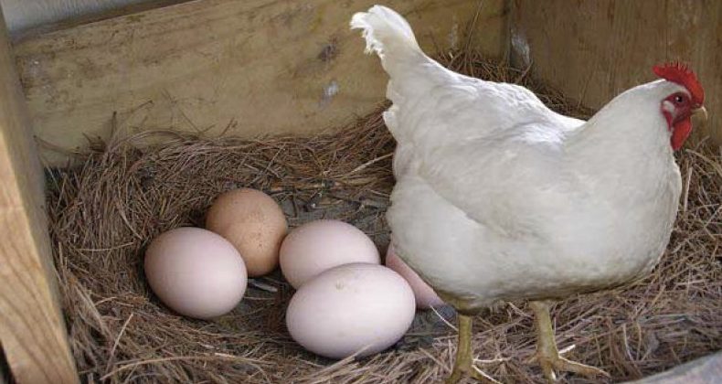 Що робити, щоб кури почали краще нестися? Ось кілька дієвих порад, які варто взяти на замітку