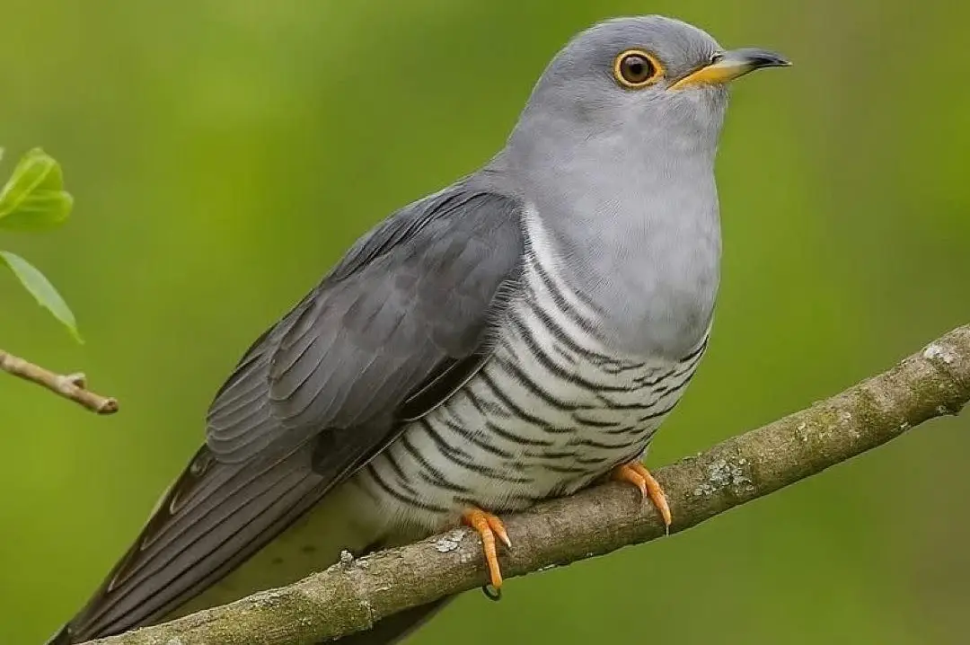 Самець зозулі – як правильно його називати? Ні за що не здогадаєтесь!