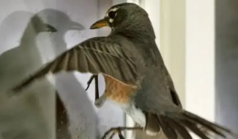 Чому пташка стукає у вікно і про що вона може попереджати господаря